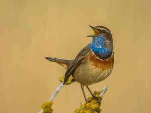 Blaukehlchen (673 von 1)