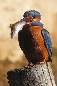 Eisvogel mit Fisch 2