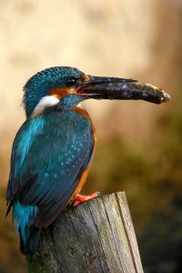 Eisvogel mit Fisch