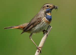 Rotsterniges Blaukehlchen 2 - Kopie (2)