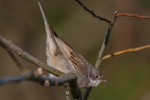 Blau,Stieg,Dorn (791 von 1)